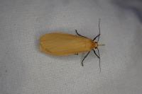 Wittia sororcula