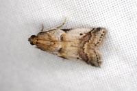 Acrobasis fallouella