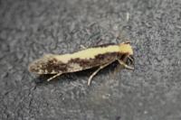 Monopis obviella