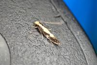 Monopis obviella