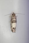 Spilonota ocellana