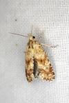 Aethes margarotana
