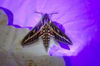 Hyles livornica