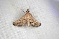 Metasia corsicalis