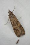 Nomophila noctuella
