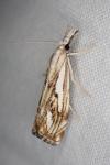 Catoptria falsella