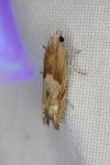 Eucosma cana