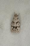 Symmoca signatella