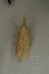 Ematheudes punctella