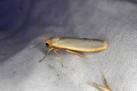 Manulea complana