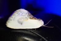 Cilix glaucata
