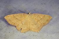Cyclophora ruficiliaria