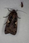 Xestia c-nigrum