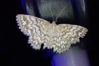 Scopula tessellaria