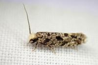 Nemapogon agenjoi
