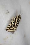 Emmelia trabealis