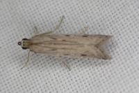 Phycitodes inquinatella
