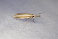 Pleurota aristella