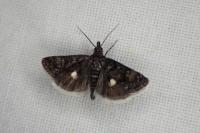 Heliothela wulfeniana