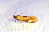 Epicallima formosella