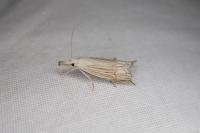 Metacrambus carectellus