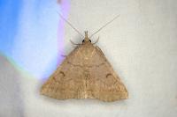 Herminia tarsipennalis