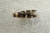 Oegoconia
