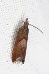 Dichomeris acuminata