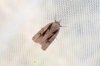 Nycteola revayana