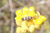 Scythris scopolella