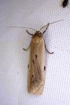 Pelosia muscerda