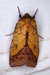 Pyrrhia umbra