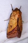 Pyrrhia umbra