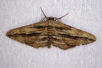 Ecleora solieraria