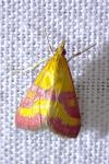 Pyrausta virginalis
