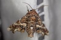 Eutelia adulatrix
