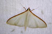Palpita vitrealis