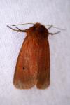 Phragmatobia fuliginosa