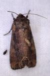 Lacanobia suasa