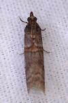 Acrobasis obliqua