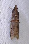 Acrobasis obliqua