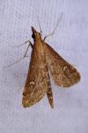 Dolicharthria punctalis