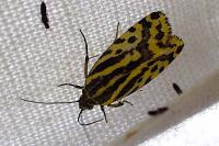 Emmelia trabealis