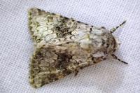 Hecatera weissi