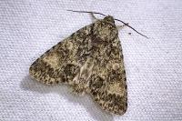 Acronicta megacephala