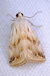 Eublemma ostrina