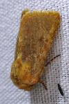Metopoceras felicina