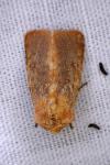 Metopoceras felicina
