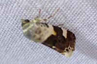 Acontia lucida