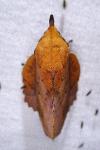 Gastropacha quercifolia